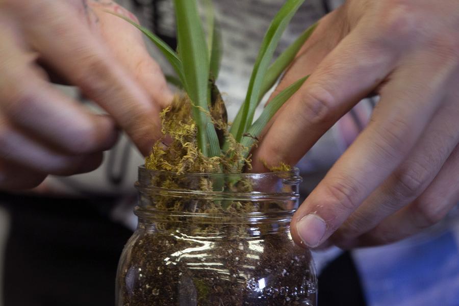 A person puts a green leafy plant in a jar with dirt.